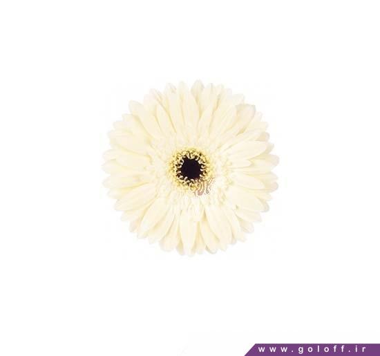 گل طبیعی ژربرا تیمپو - Gerbera | گل آف